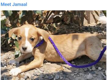 Jamaal -  Pit Bull Terrier Dog for Adoption in Salt Lake City, Utah - Jamaal | PetCurious