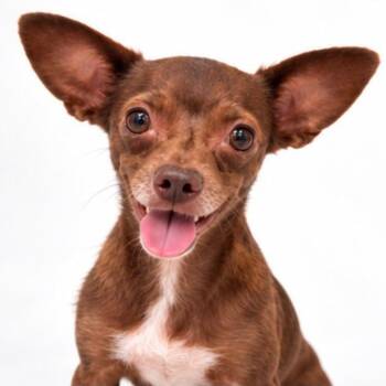 Godiva -  Chihuahua Dog for Adoption in Quail Heights, Florida - Godiva | PetCurious