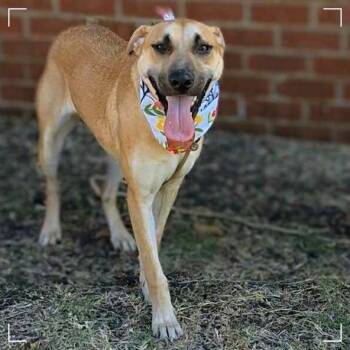 Rescue Anatolian Shepherd Dogs for Adoption in Enterprise, Alabama - June | PetCurious