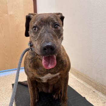 Harmani -  Pit Bull Terrier Dog for Adoption in Reno, Nevada - Harmani | PetCurious