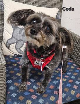 Schnauzer and Yorkshire Terrier Dogs Available for Adoption in Ellijay, Georgia - Coda | PetCurious