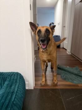Nona -  Belgian Shepherd Malinois Dog for Adoption in Los Angeles, California - Nona | PetCurious