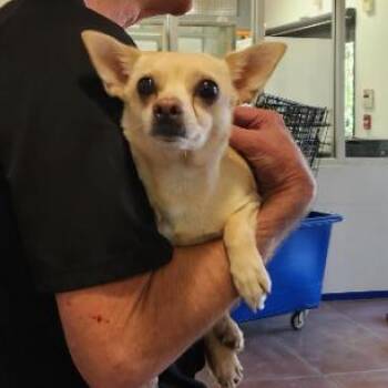 Chihuahua Dogs Available for Adoption in Los Angeles, California - Margaret A2269724 | PetCurious