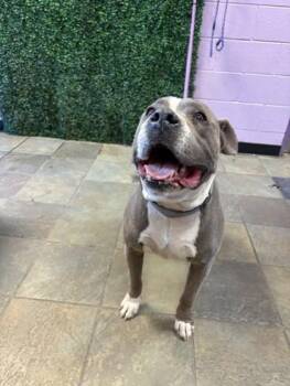 Pit Bull Terrier and Mixed Breed Dogs Available for Adoption in El Paso, Texas - 61073077 | PetCurious