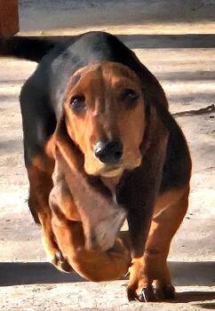 Basset Hound Dogs Available for Adoption - ROSIE | PetCurious