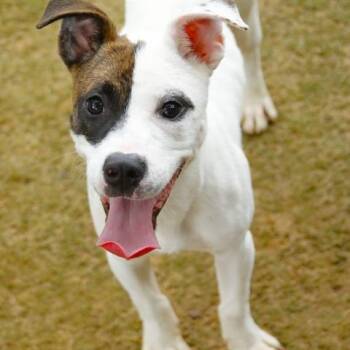 Harriet -  American Staffordshire Terrier and Mixed Breed Dog for Adoption - Harriet | PetCurious