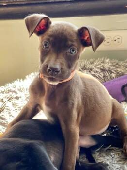 Labrador Retriever and Catahoula Leopard Dog Dogs Available for Adoption - Wild The Lab Mix Puppy | PetCurious