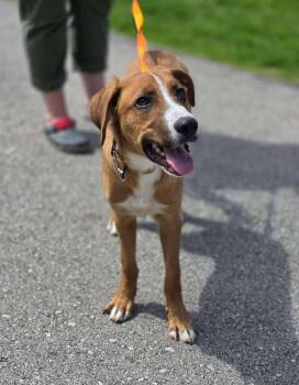 Shepherd Dogs Available for Adoption in New London, Wisconsin - Squeaky | PetCurious