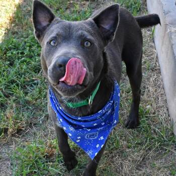 Sterling -  Pit Bull Terrier and Labrador Retriever Dog for Adoption in Beaumont, Texas - Sterling | PetCurious