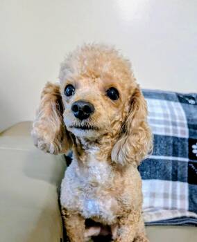 RJ -  Poodle and Bichon Frise Dog for Adoption in Plant City, Florida - RJ | PetCurious