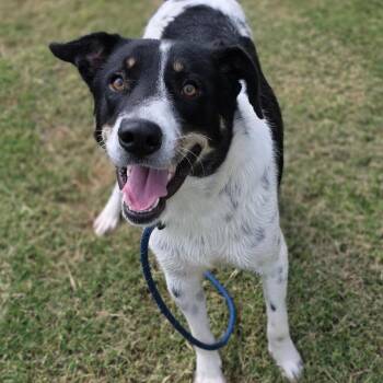 Radford -  Hound Dog for Adoption in Chatham, Virginia - Radford | PetCurious