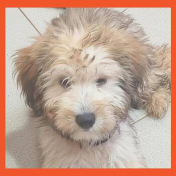 Terrier Dogs Available for Adoption in San Francisco, California - Hanna | PetCurious