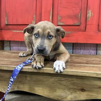 Mixed Breed Dogs Available for Adoption in Midland, Texas - FWT Moxie | PetCurious