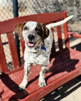 Australian Cattle Dog Blue Heeler and Basset Hound Dogs Available for Adoption - HUMPHREY | PetCurious