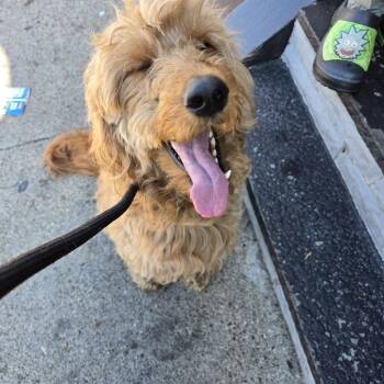 Mixed Breed Dogs Available for Adoption in Philadelphia, Pennsylvania - Macy | PetCurious