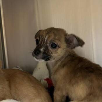 Terrier and Mixed Breed Dogs Available for Adoption in Merriam, Kansas - Paprika | PetCurious