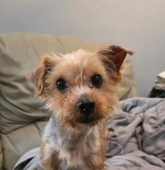 Chris -  Yorkshire Terrier and Maltese Dog for Adoption in Manvel, Texas - Chris | PetCurious