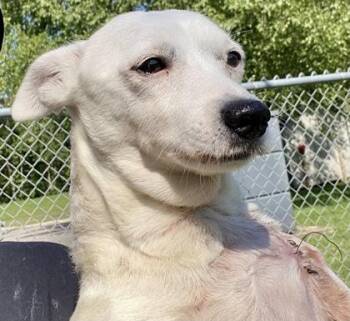Jack -  Jack Russell Terrier Dog for Adoption in Glasgow, Kentucky - Jack | PetCurious