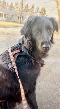 Golden Retriever and Australian Shepherd Dogs Available for Adoption in Northwood, Ohio - SMART GIRL!!! | PetCurious