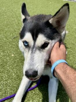 Sharkboy -  Mixed Breed Dog for Adoption in Wichita, Kansas - Sharkboy | PetCurious