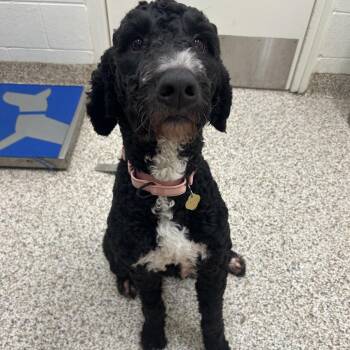 Macey -  Mixed Breed Dog for Adoption in Auburn, Alabama - Macey | PetCurious