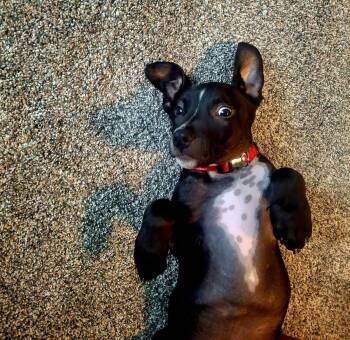 Ozzy -  Mixed Breed Dog for Adoption in Bay City, Michigan - Ozzy | PetCurious