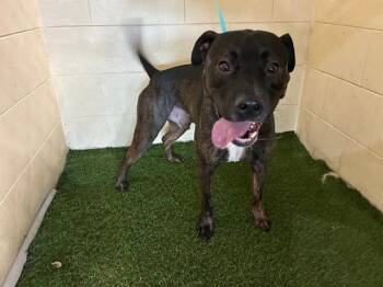 Rescue American Bulldog and Mixed Breed Dogs for Adoption in Winter Haven, Florida - A1244166 | PetCurious