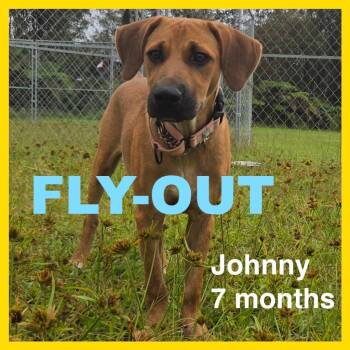 Johnny -  Labrador Retriever and Black Mouth Cur Dog for Adoption in Newberg, Oregon - Johnny | PetCurious