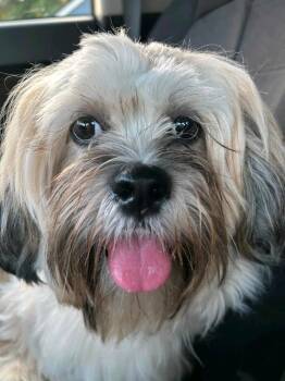 Shiloh -  Lhasa Apso Dog for Adoption in Torrington, Connecticut - Shiloh | PetCurious