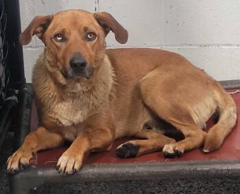 Rescue Shepherd Dogs for Adoption in Republic, Missouri - Graffiti | PetCurious