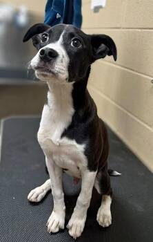 Creed -  Border Collie and Labrador Retriever Dog for Adoption in Lebanon, Tennessee - Creed | PetCurious
