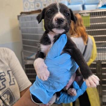 Pit Bull Terrier Dogs Available for Adoption in Austin, Texas - Lightning McQueen | PetCurious