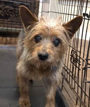 Drama -  Yorkshire Terrier Dog for Adoption in Horn Lake, Mississippi - Drama | PetCurious