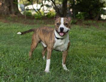 Willy -  Mixed Breed Dog for Adoption in Durham, North Carolina - Willy | PetCurious