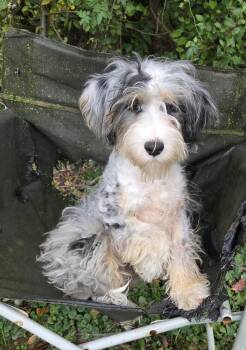 MINI BERNADOODLE -  Bernadoodle and Miniature Poodle Dog for Adoption in Woodsfield, Ohio - MINI BERNADOODLE | PetCurious