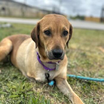Labrador Retriever Dogs Available for Adoption - Flip-Flop | PetCurious
