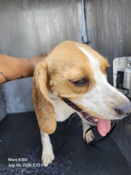 OLI -  Beagle Dog for Adoption in San Antonio, Texas - OLI | PetCurious
