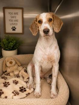 Viking -  Standard Poodle and Poodle Dog for Adoption in Malvern, Pennsylvania - Viking | PetCurious