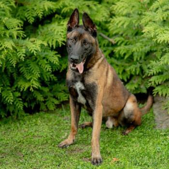 Cheese -  Belgian Shepherd Malinois Dog for Adoption in Chester Springs, Pennsylvania - Cheese | PetCurious