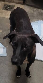 Rescue Terrier and Mixed Breed Dogs for Adoption in Denham Springs, Louisiana - Angelfish | PetCurious