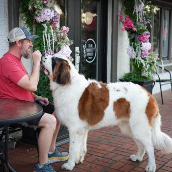 Ludwig -  Saint Bernard Dog for Adoption in Greater Northdale, Florida - Ludwig | PetCurious