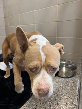 Rescue Terrier and Mixed Breed Dogs for Adoption in Gastonia, North Carolina - 59831574 | PetCurious