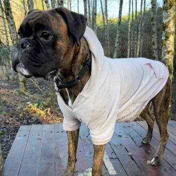 Mia -  Boxer Dog for Adoption in Woodinville, Washington - Mia | PetCurious