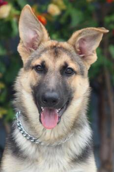 German Shepherd Dog Dogs Available for Adoption in Los Angeles, California - Beau Von Beuron | PetCurious