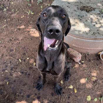 Poodle and Cane Corso Dogs Available for Adoption in Guthrie, Oklahoma - Lancelot | PetCurious