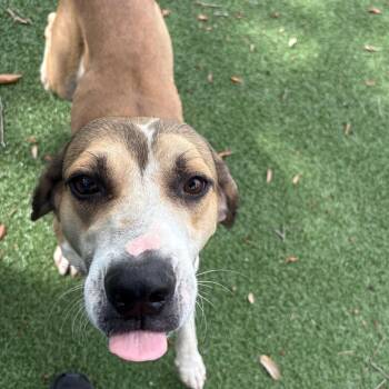 Norman -  Mixed Breed Dog for Adoption - Norman | PetCurious