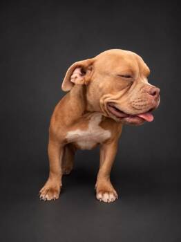 A1282413 -  American Bulldog Dog for Adoption in Winter Haven, Florida - A1282413 | PetCurious