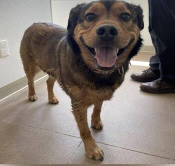 Shepherd Dogs Available for Adoption - Bear | PetCurious