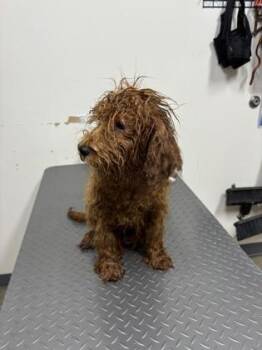 26-595 Toby -  Poodle and Mixed Breed Dog for Adoption in Barnesville, Georgia - 26-595 Toby | PetCurious