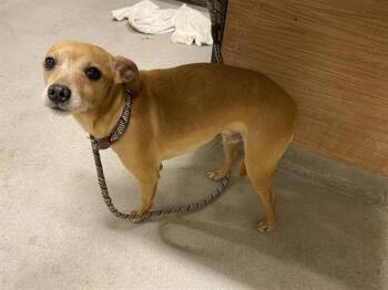 Chihuahua and Mixed Breed Dogs Available for Adoption - A606945 | PetCurious